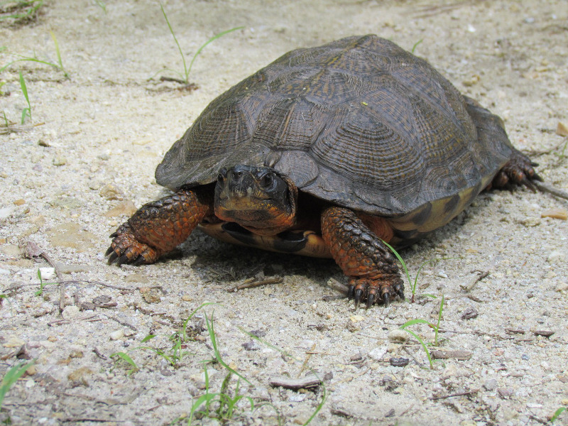 Wood turtle (Glyptemys insculpta). Wood turtle (Glyptemys insculpta). Credit: Sally Ray
